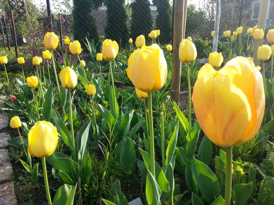 April 2014 gelbe Tulpen