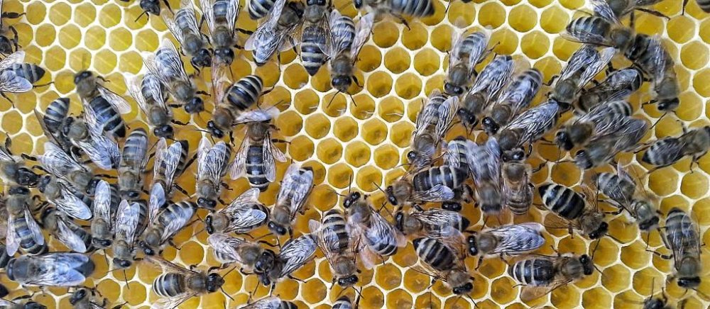 Imker werden und Bienen halten: 7 Tipps