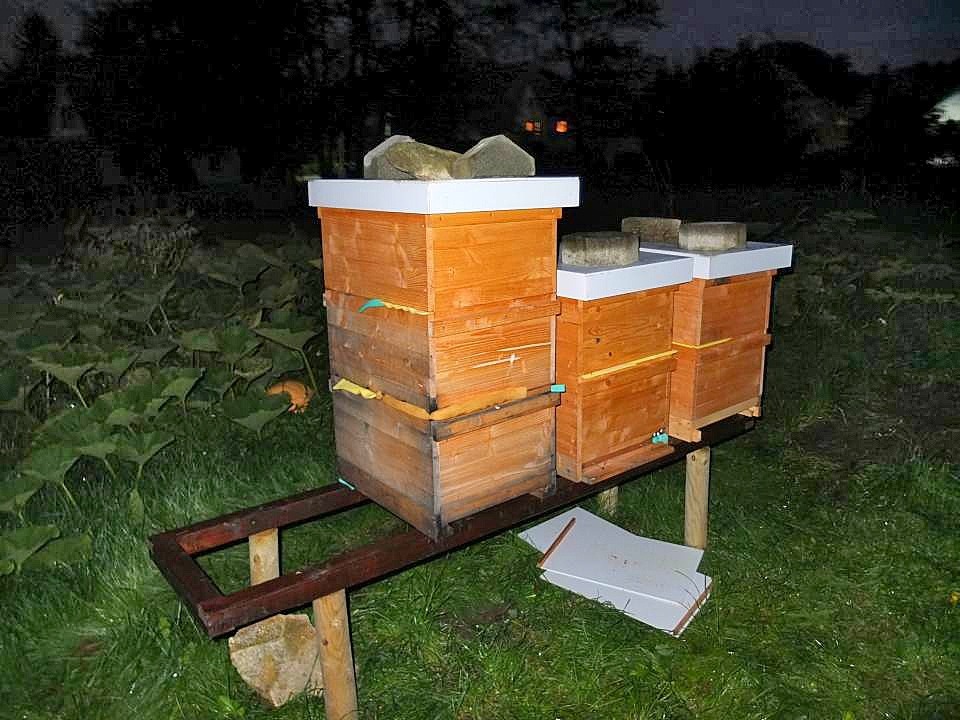 Bienen umstellen neuer Platz Balken