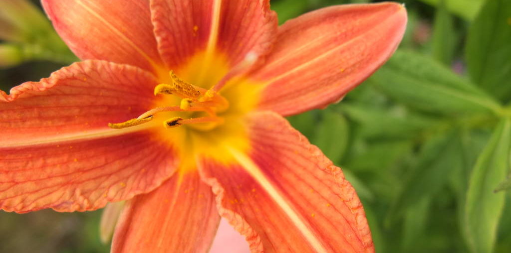 TIPPS und Entscheidungshilfe für angehende Schrebergärtner Lilienblüte