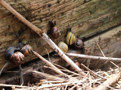 Schnecken Gehaeuse im Garten