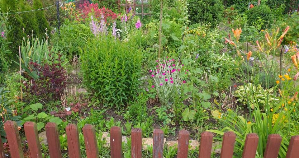 Checkliste für Deinen ersten eigenen Pacht-Schrebergarten Staudenbeet Im Kleingarten