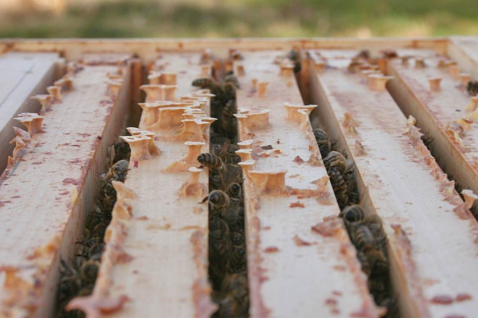 Erste Bienendurchsicht – ich imkere jetzt mit Trennschied Bienen Maerz 2015 Nahaufnahme