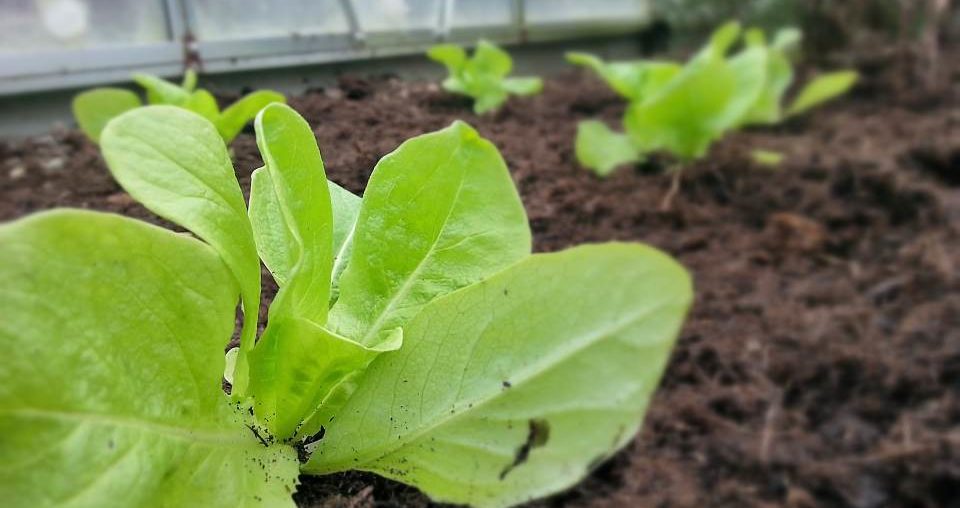 Kopfsalat richtig einpflanzen im Gewächshaus Kopfsalat gepflanzt Maerz
