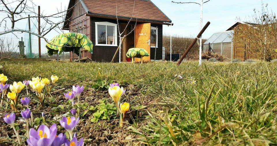 Sonne pur – die Gartensaison 2015 ist eröffnet! Laube Krokusse Schrebergarten