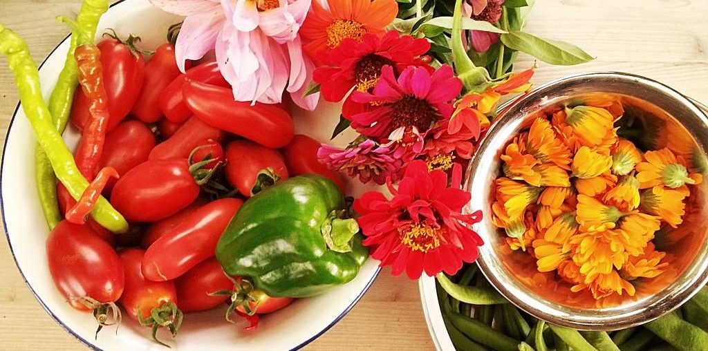Gemüse für Anfänger – Anbautipps für Schrebergarten-Neulinge Gemüse aus dem Garten