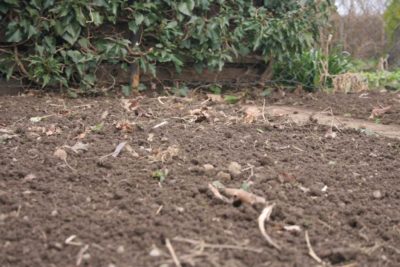 Beete vorbereiten Spargel pflanzen Unkraut entfernen