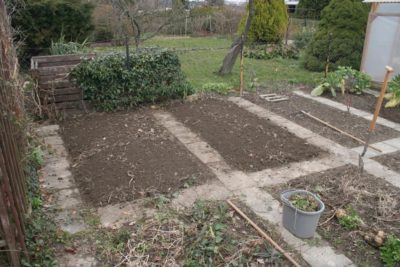 Beete_vorbereitet_Spargel_pflanzen Unkraut entfernen