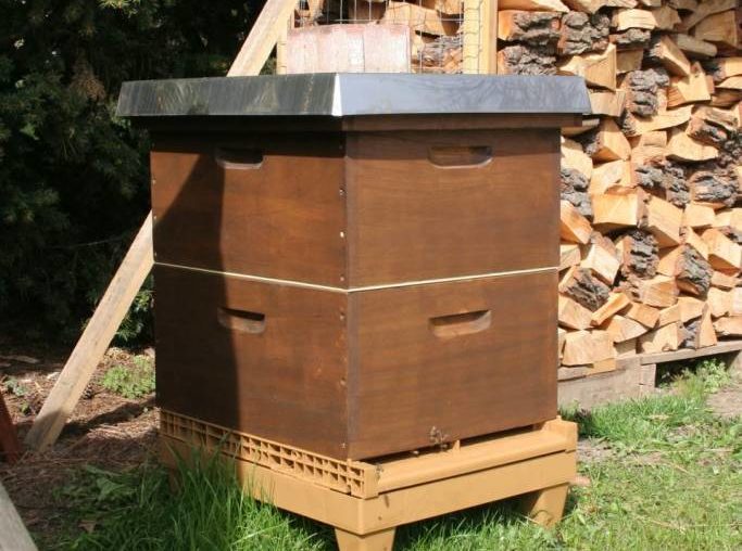 1. Bienendurchsicht nach dem Setzen des Trennschieds Bienen Honigraum April 2015