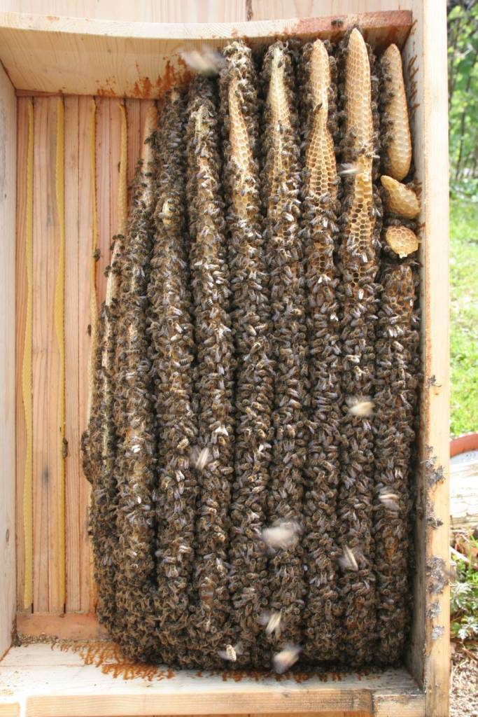 Bienen Durchsicht April 2015