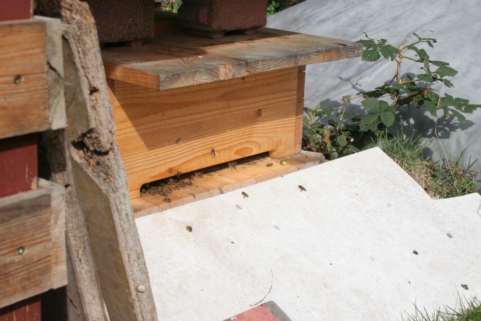Bienen Durchsicht April Bienenkiste Flugloch
