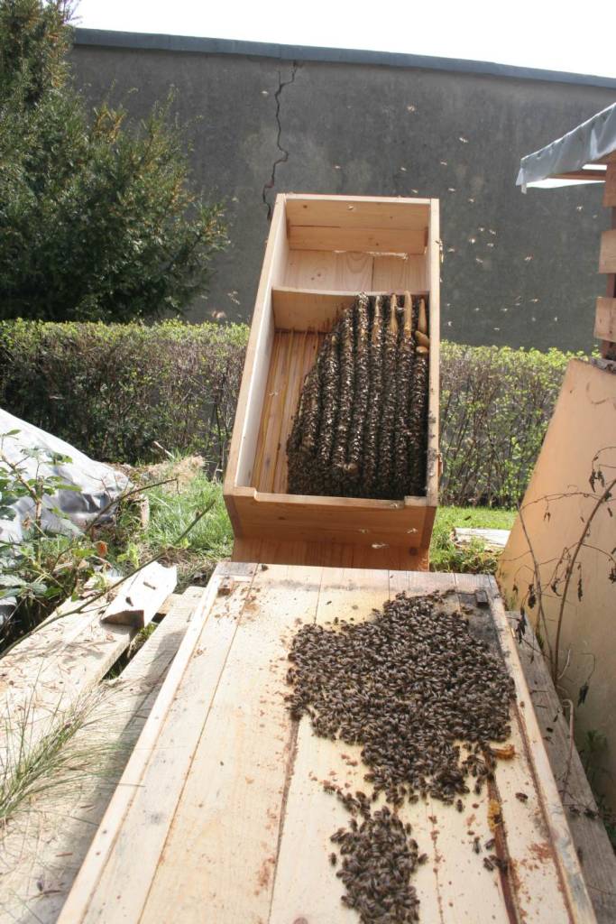 Bienen Durchsicht April Bienenkiste geoeffnet