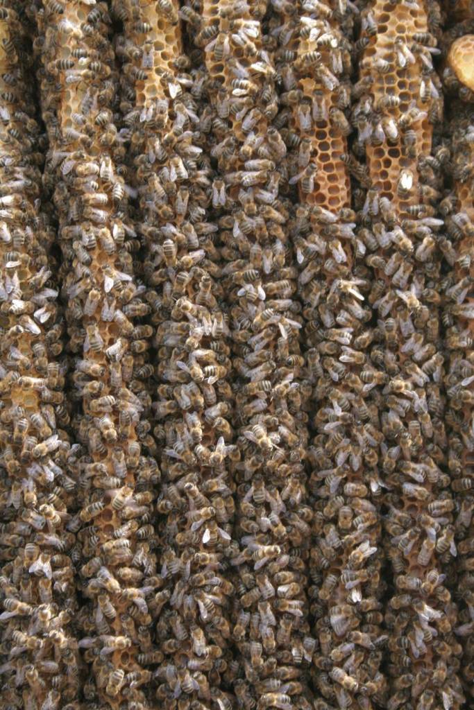 Bienen Durchsicht Bienenkiste Detail Naturbau