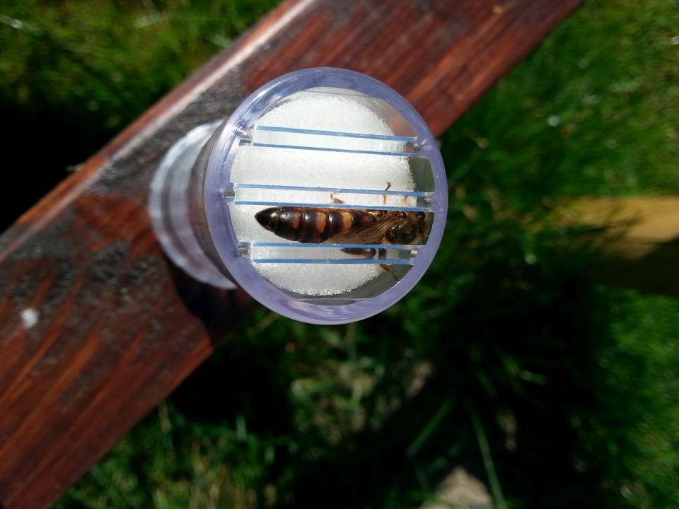 Bienenkoengin im Markier Roehrchen