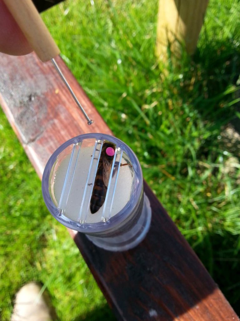 Bienenkoenigin fertig markiert mit Plaettchen rosa