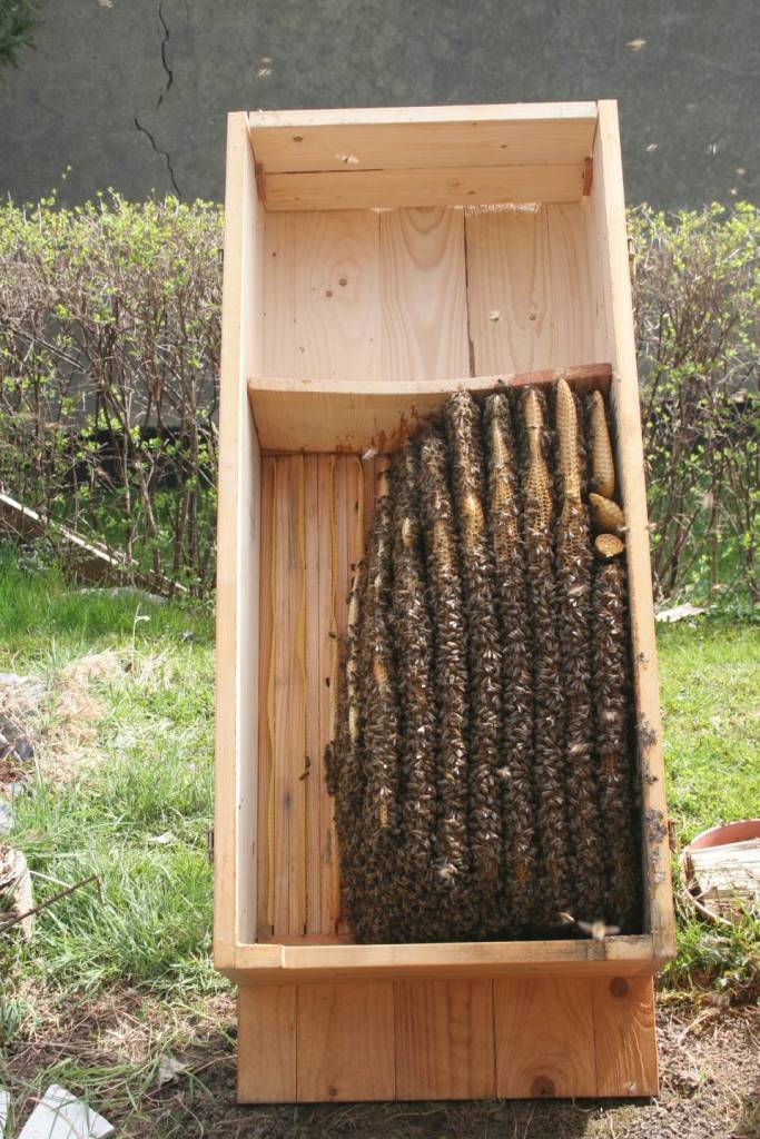 Bienenkiste am 12. April 2015 mit Waben