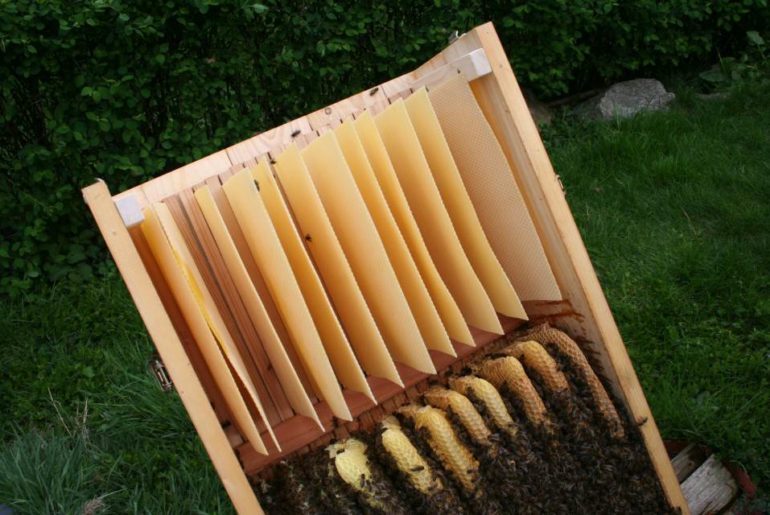 Bienenkiste Mittelwände Honigraum