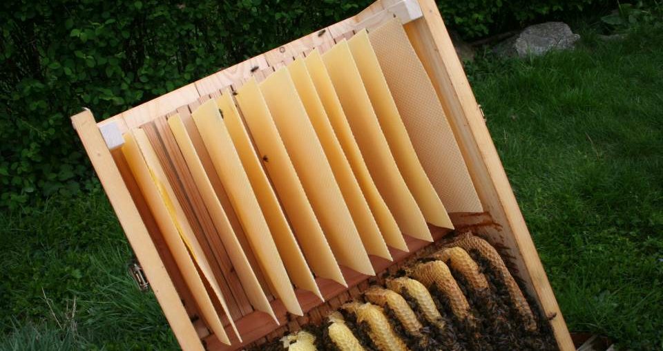 Bienenkiste Honigraum vorbereiten Bienenkiste Mittelwände Honigraum