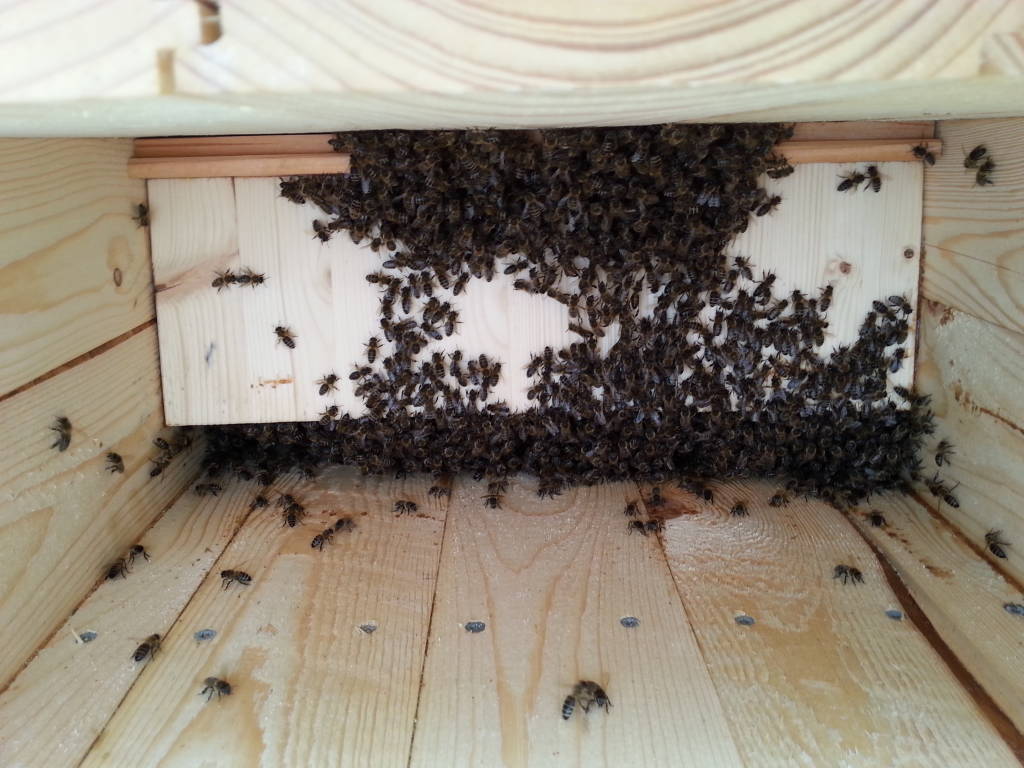 Bienenkiste Bienen besiedeln den Honigraum