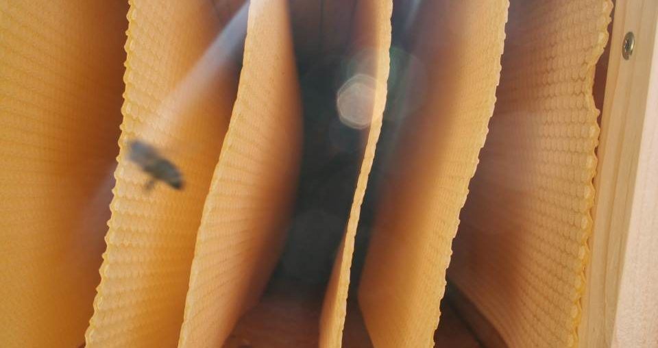 Ich habs vermasselt – die Bienenkiste muss aufgelöst werden Bienenkiste Honigraum Mittelwaende
