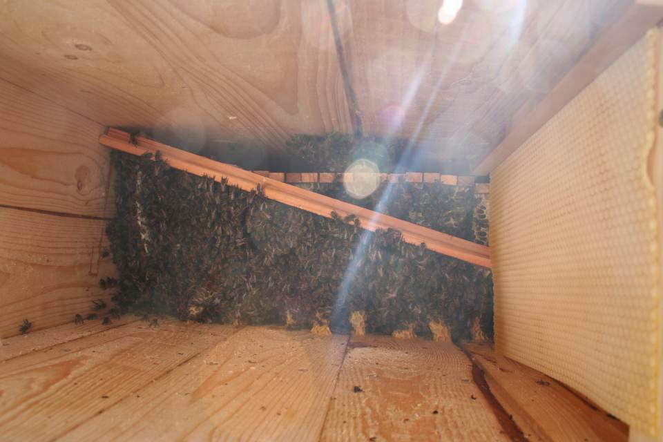 Bienenkiste Honigraum abgerissene Traegerleiste