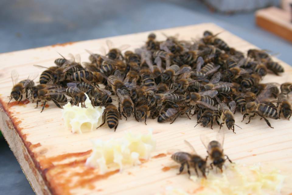 Bienenkiste Restbienen