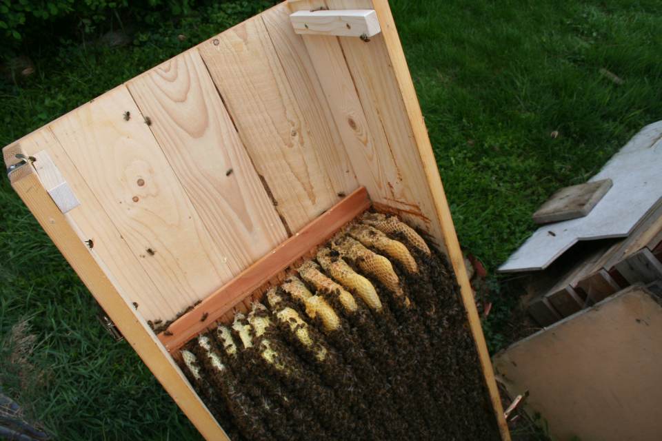 Bienenkiste Trennschied entfernt