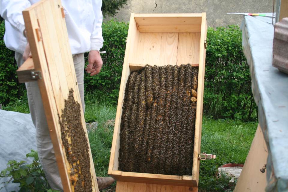 Bienenkiste geoeffnet Blick in den leeren Honigraum