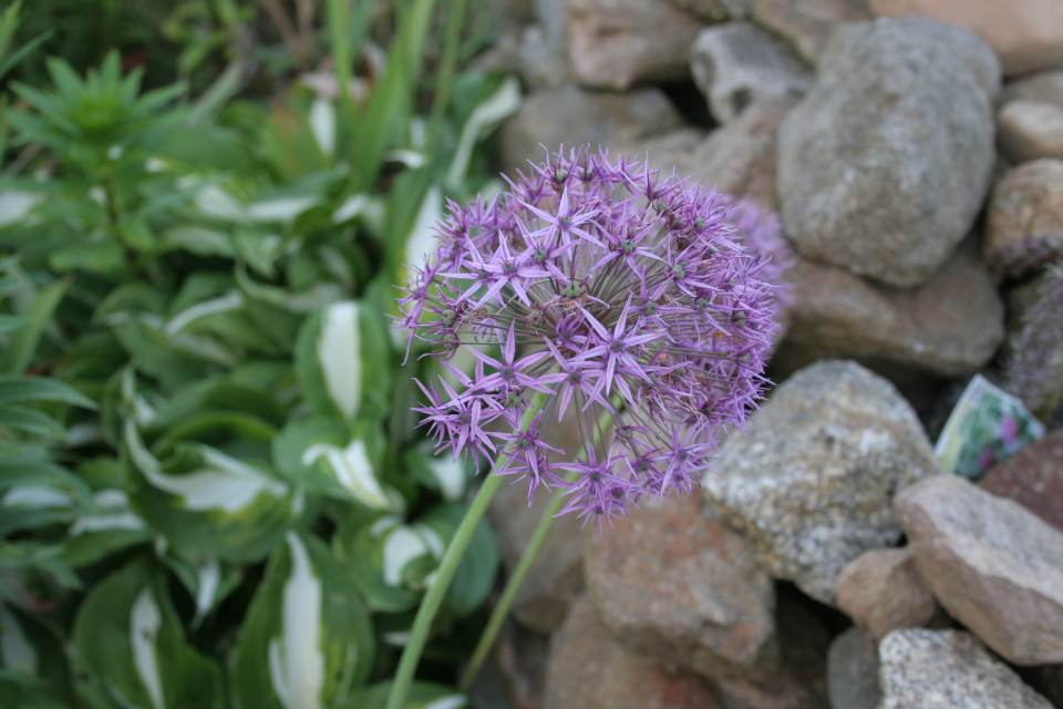 Allium Bluete