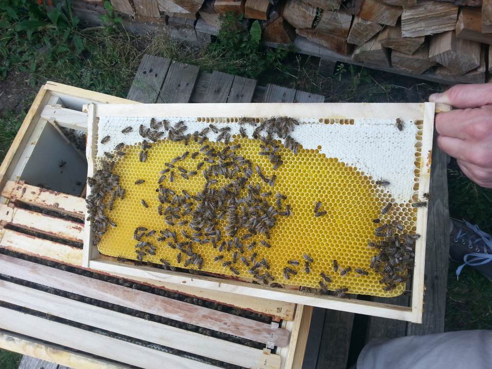 Bienenwabe mit Brutnest und Honigvorrat