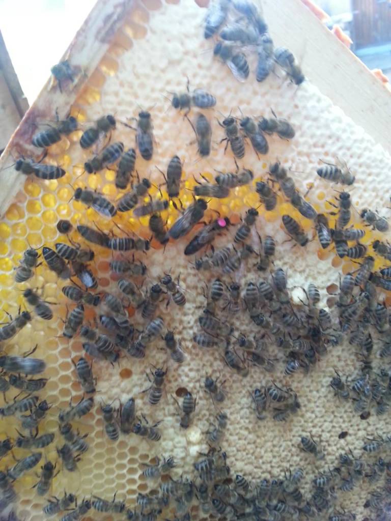 Bienendurchsicht Juni 2015 Koenigin Markiert