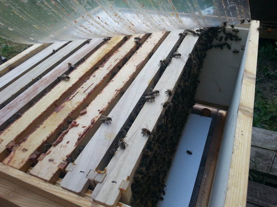 Bienendurchsicht Juni 2015 Langstrothbeute geöffnet