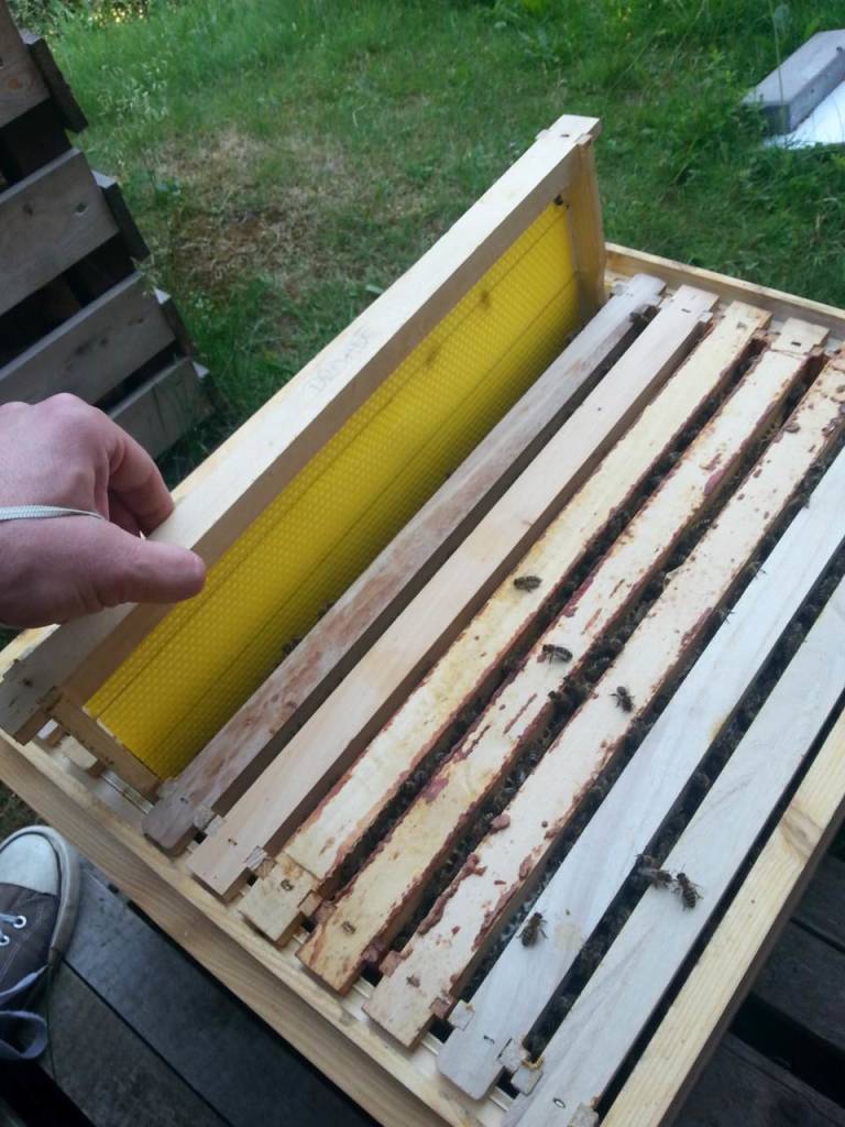 Bienendurchsicht Juni 2015 Mittelwand zugeben