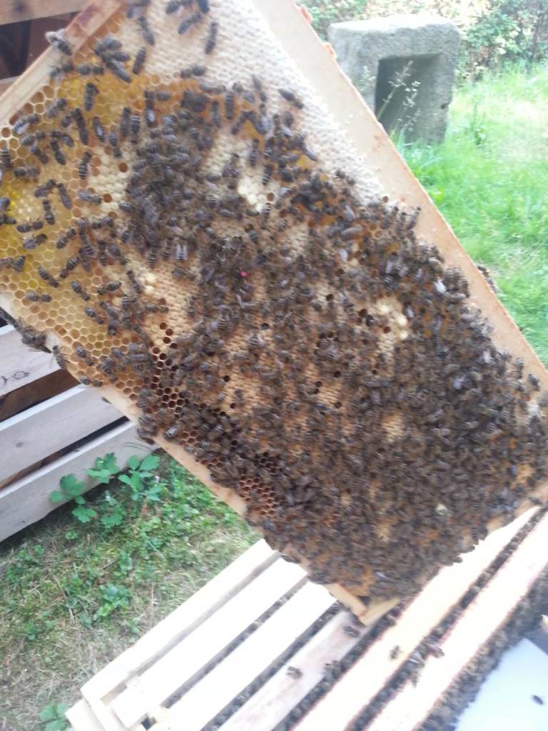 Bienendurchsicht Juni 2015 Vorteil markierte Koenigin