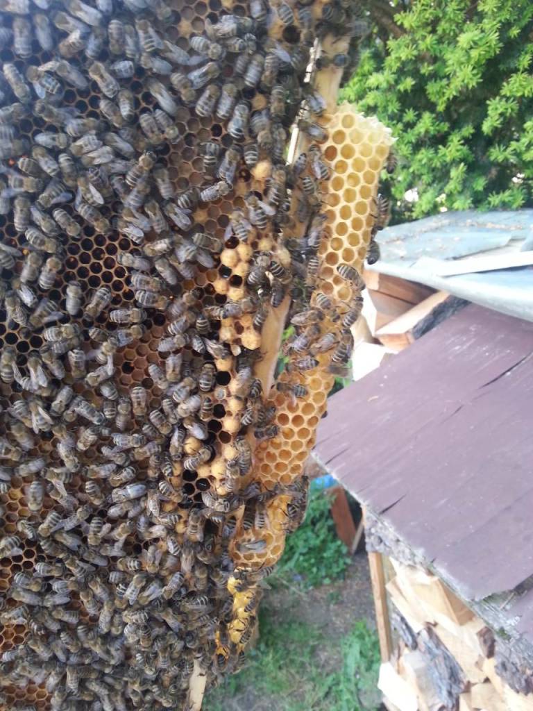 Bienendurchsicht Juni 2015 Wildbau