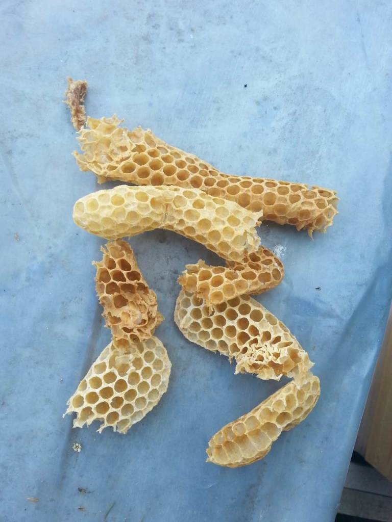 Bienendurchsicht Juni 2015 Wildbau geschnitten
