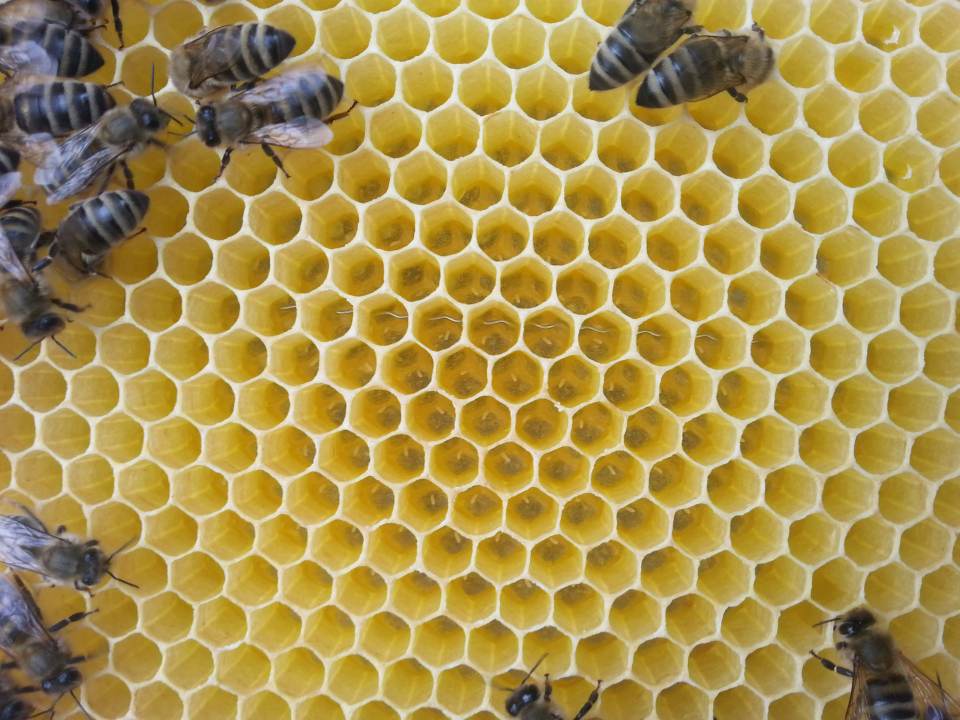 Bienendurchsicht Juni 2015 bestiftete Wabe