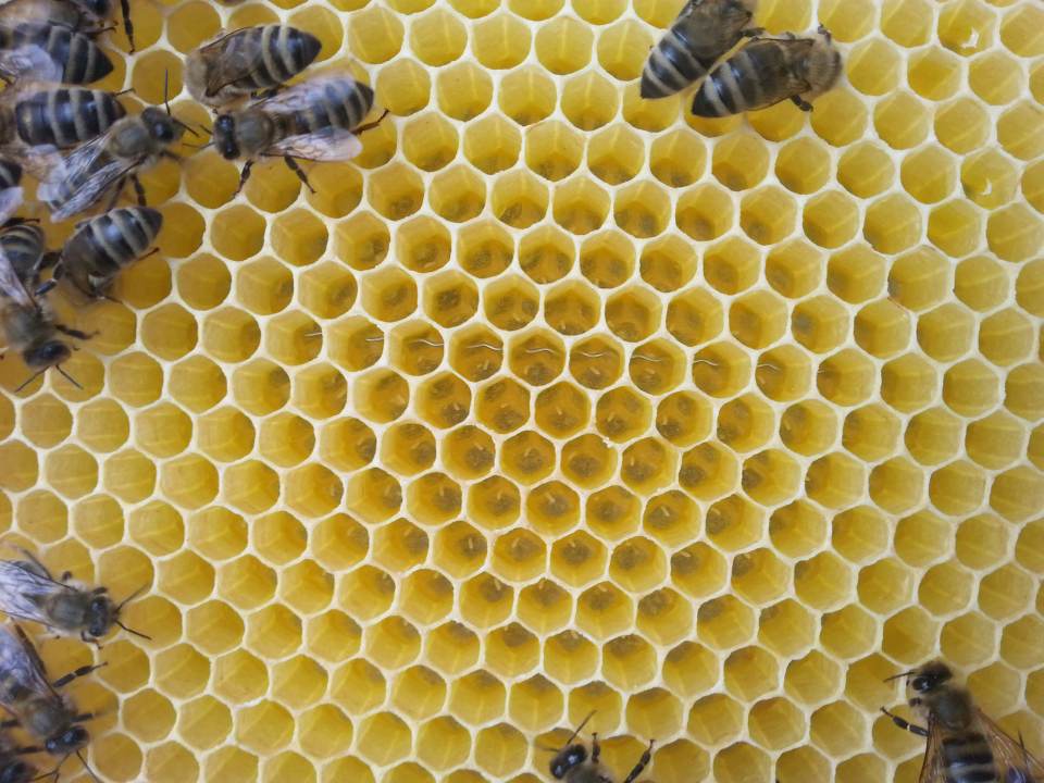 Bienenwabe mit Bienen, Stiften und Eiern