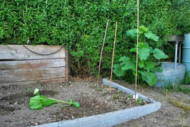 Es wird Sommer - und es riecht nach Riesenkürbis! — Parzelle94.de