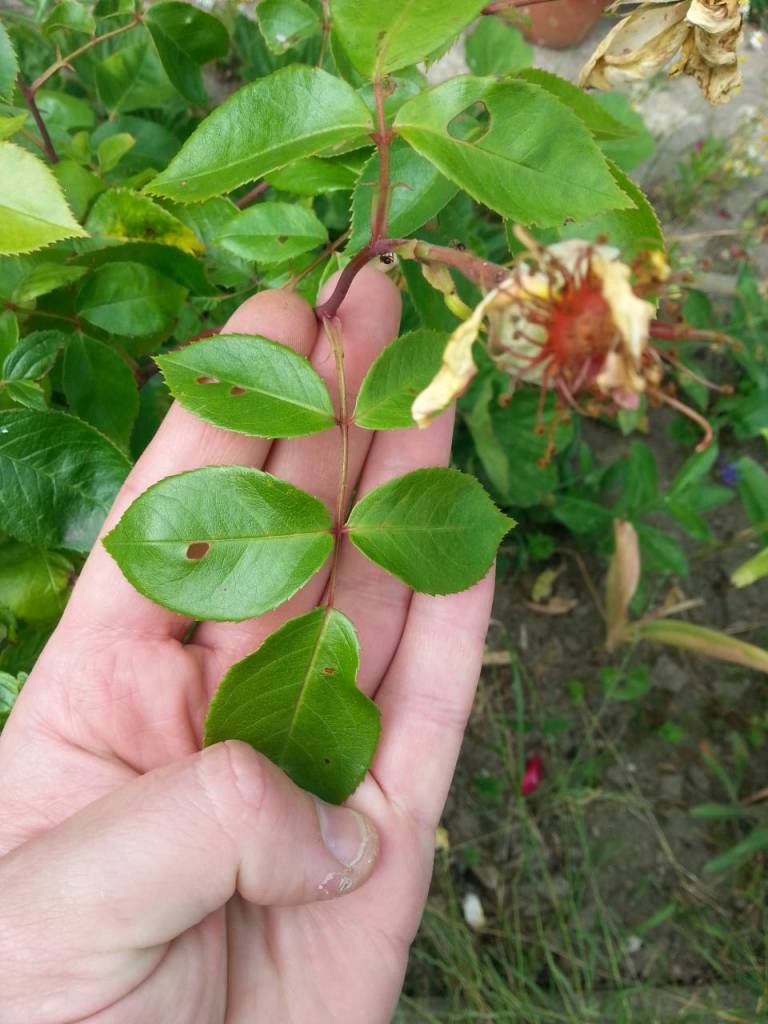 Rosen schneiden_nach erster Bluete 5 Laubblaetter