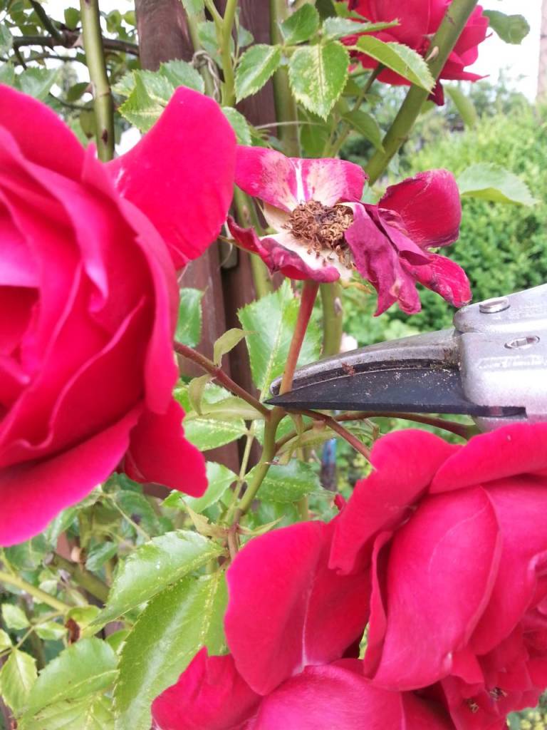 Rosen schneiden nach erster Bluete Dolde Schnitt