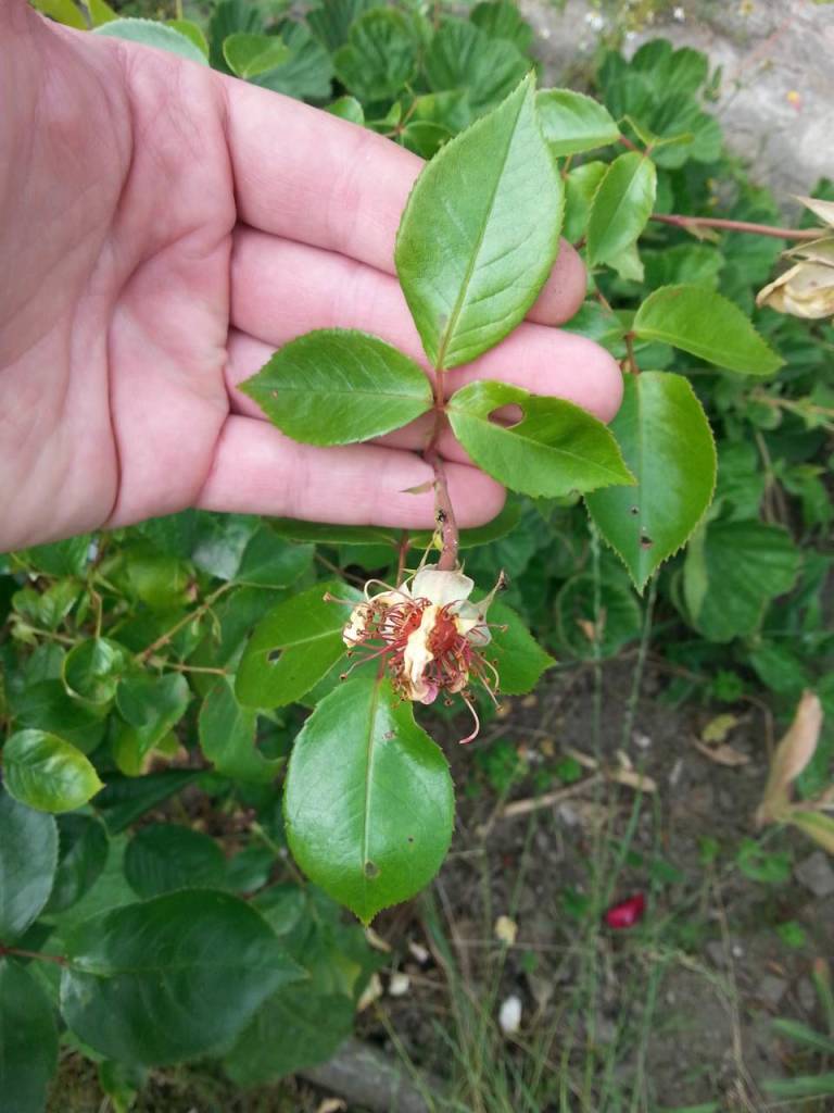 Rosen schneiden nach erster Bluete Trieb mit 3 Laubblättern