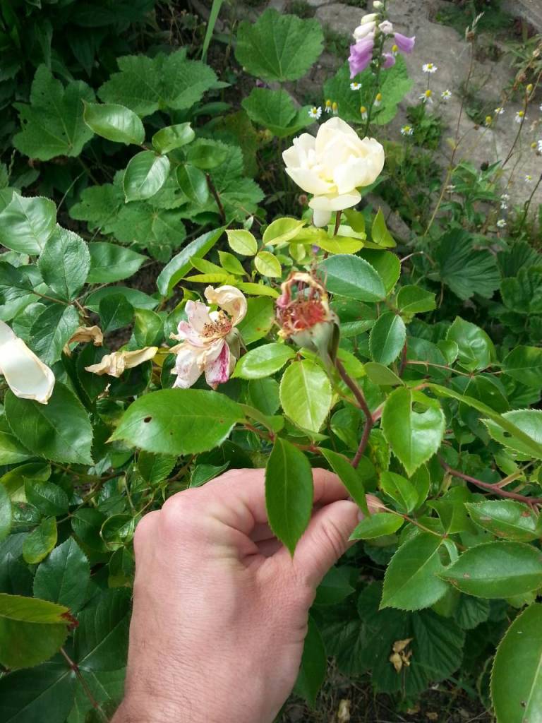 Rosen schneiden nach erster Bluete verbluehte Blueten