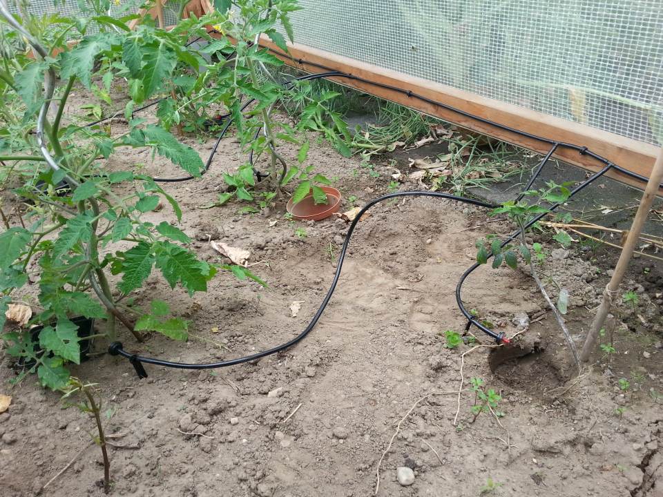 Tröpfchenbewaesserung Garten Schlauch verlegen