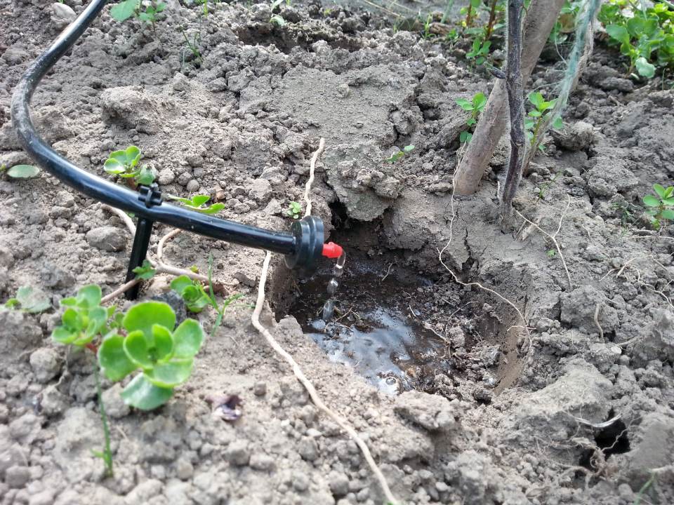 Tröpfchenbewaesserung Garten Tomaten