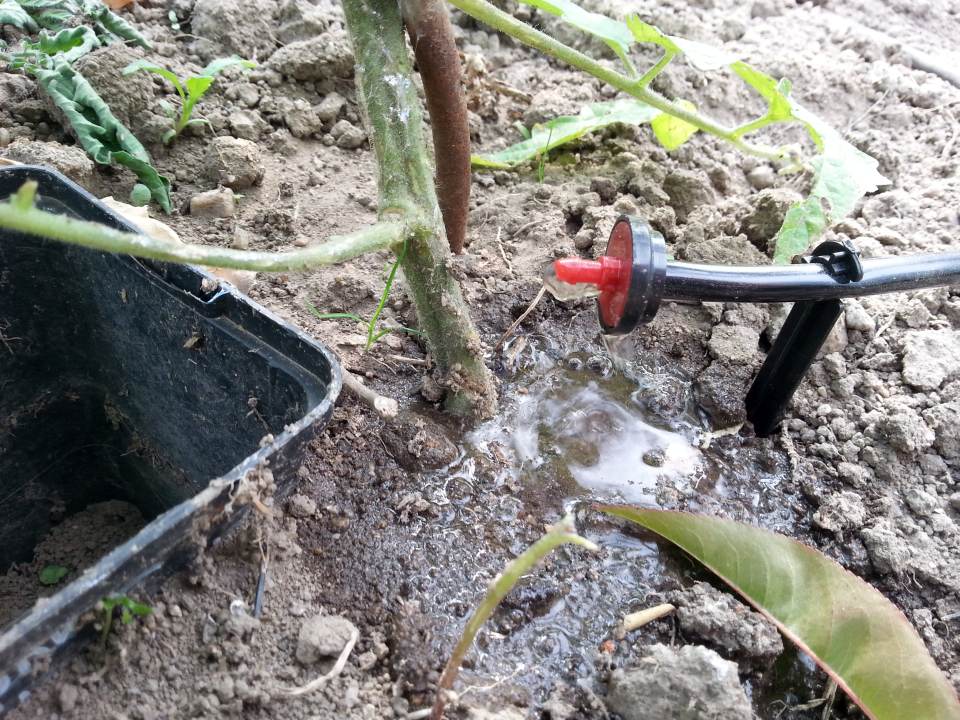 Troepchenbewaesserung Garten Tomaten Wassertropfen in Arbeit