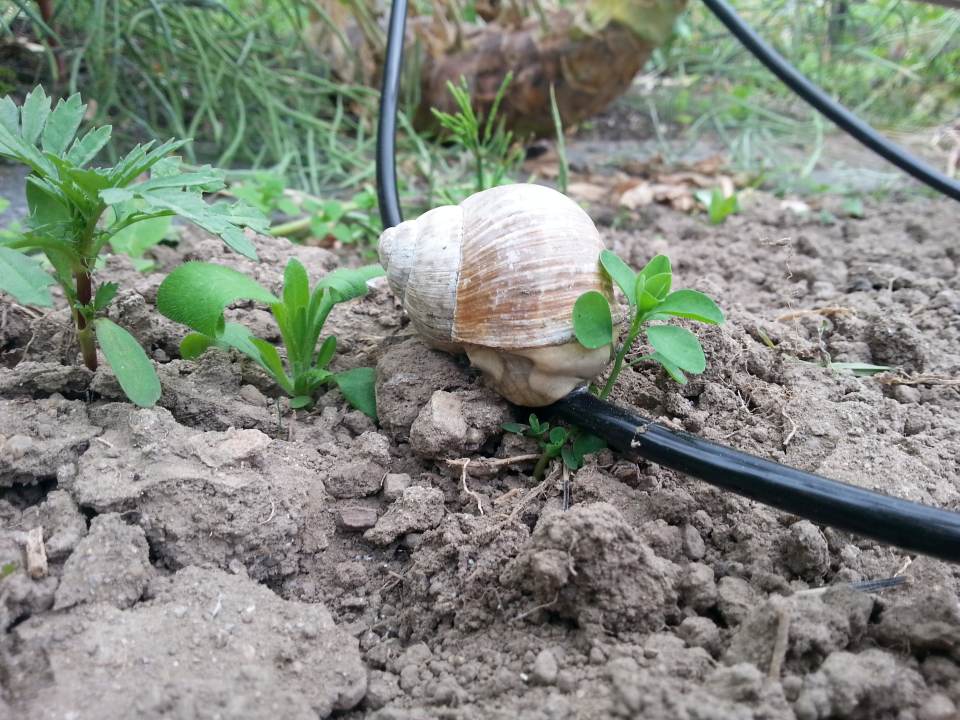 Troepchenbewaesserung Garten Weinbergschnecke auf Schlauch