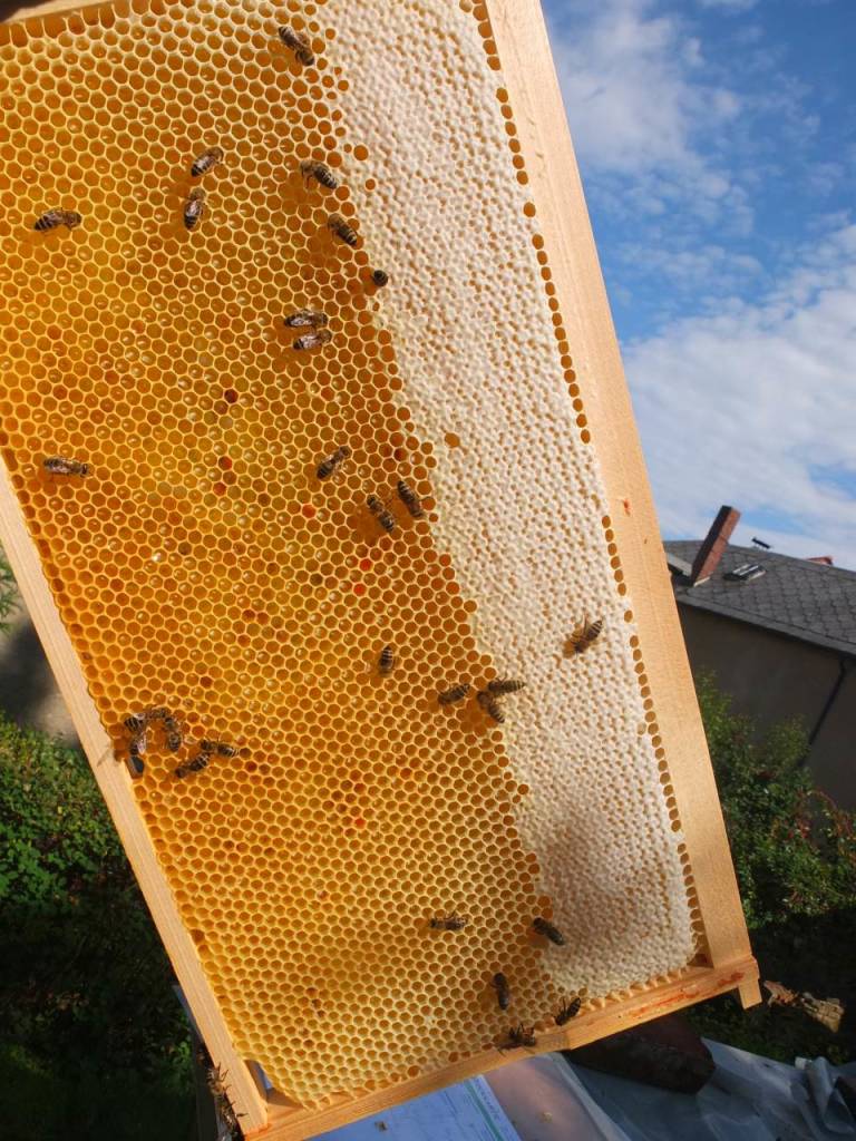 Bienen Durchsicht Honigwabe ein drittel verdeckelt