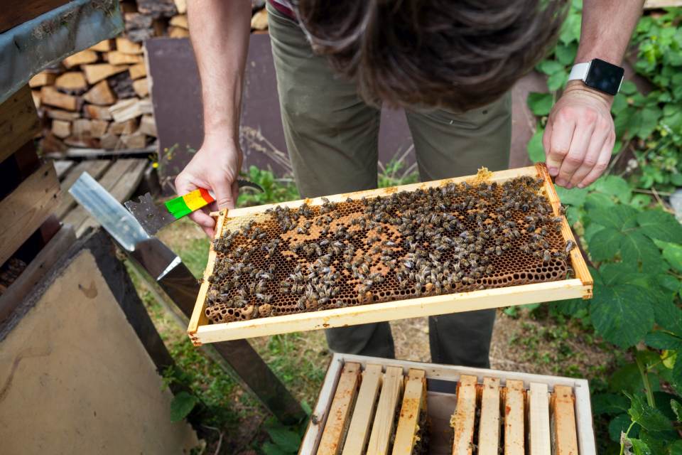 Bienen Durchsicht Wabe mit auslaufender Brut Jessica Grossmann