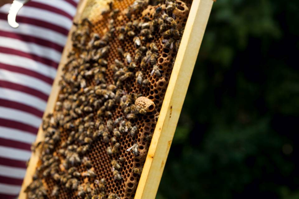 Bienen Durchsicht Weiselzelle geschluepft Jessica Grossmann